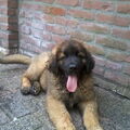 Leonberger