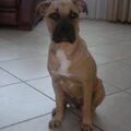 American Staffordshire Terrier