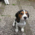 Beagle