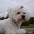 Maltezer
