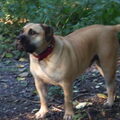 Boerboel