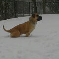 Boerboel