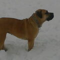 Boerboel