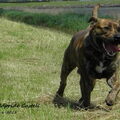 Perro Dogo Mallorquín