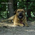 Perro Dogo Mallorquín