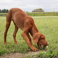 Vizsla (Hongaarse staande hond)