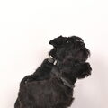 Dwergschnauzer, zwart