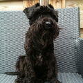 Dwergschnauzer, zwart