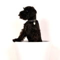 Dwergschnauzer, zwart