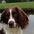 Engelse Springer Spaniel