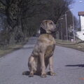 Fila Brasileiro