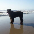 Bouvier