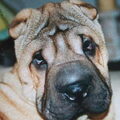 Shar Pei