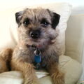 Border Terrier