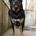 Tibetaanse Mastiff