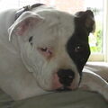 Amerikaanse Bulldog