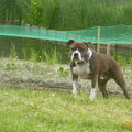 American Staffordshire Terrier