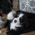 Berner Sennenhond