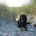 Gordon Setter