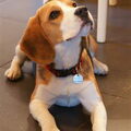 Beagle