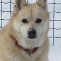 Noorse Buhund