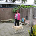 Noorse Buhund