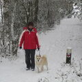 Noorse Buhund