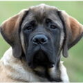 Mastiff
