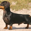 Kaninchen Dashond, korthaar