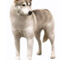 Groenlandhond