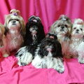 Shih Tzu