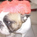 Franse Bulldog
