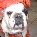 Franse Bulldog
