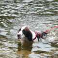 Engelse Springer Spaniel