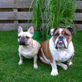 Engelse Bulldog