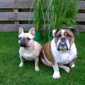 Engelse Bulldog