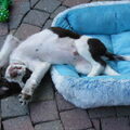 Engelse Springer Spaniel