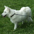 Alaskan Malamute
