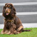 Engelse Cocker Spaniel