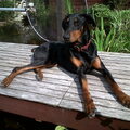 Dobermann