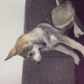 Saarlooswolfhond
