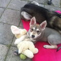 Saarlooswolfhond