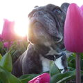 Franse Bulldog