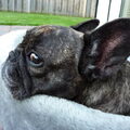 Franse Bulldog