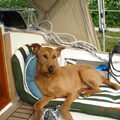 Ierse Terrier