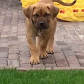 Boerboel