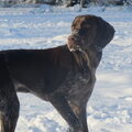 Duitse Staande Hond, Korthaar