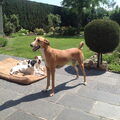 Greyhound