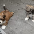 Lhasa Apso