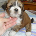 Lhasa Apso